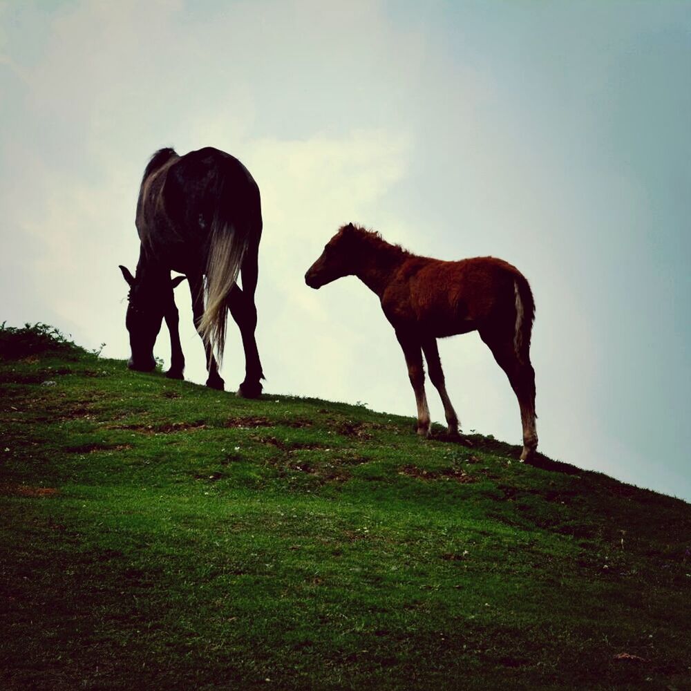 Triund