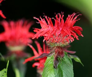 Close-up of red flower