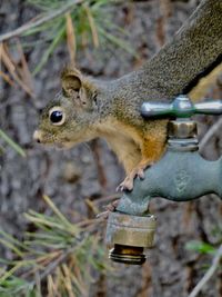 Close-up of squirrel