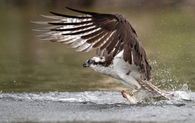 Bird flying over a water