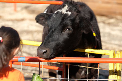 Cows in their pens at the farm fair exhibition
