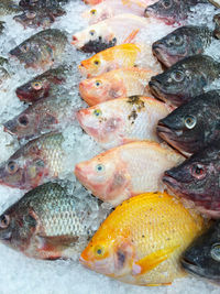 High angle view of fish for sale in market