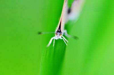 Close-up of spider