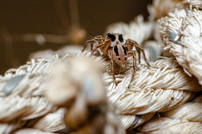 Close-up of spider