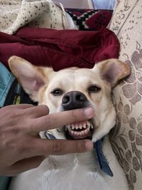 Portrait of dog sticking out tongue on bed