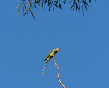 Low angle view of bird perching on branch against blue sky