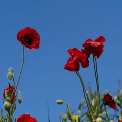 Low angle view of red flowering plant against clear blue sky