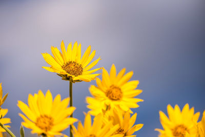 Close-up of yellow sunflower against sky