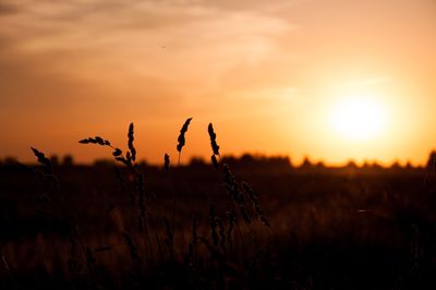 Silhouette of stalks in field against sunset sky