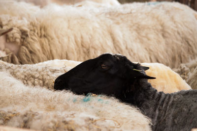 Close-up of cow