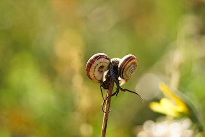 Close-up of snail on leaf