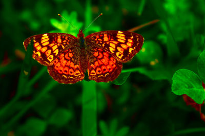 Close-up of butterfly pollinating on flower