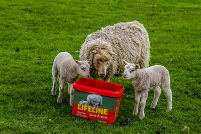 View of sheep on field