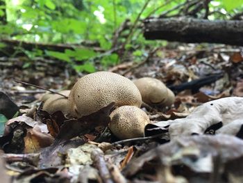 Close-up of mushrooms