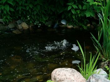 Reflection of trees in pond