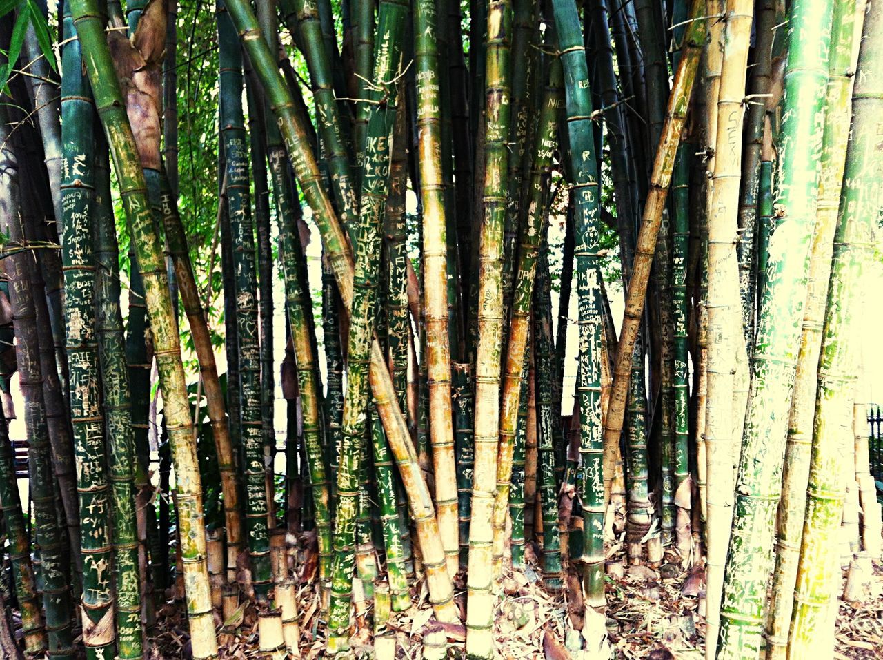 tree, tree trunk, full frame, growth, backgrounds, forest, woodland, abundance, tranquility, nature, green color, beauty in nature, day, outdoors, plant, no people, branch, bamboo - plant, growing, tranquil scene