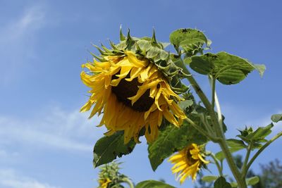 Low angle view of sunflower on plant against sky