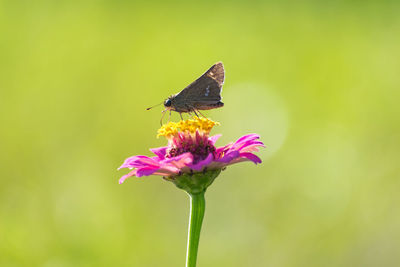 Close-up of insect on purple flower