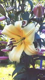 Close-up of fresh day lily blooming in tree