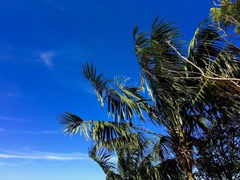 Low angle view of palm tree against blue sky