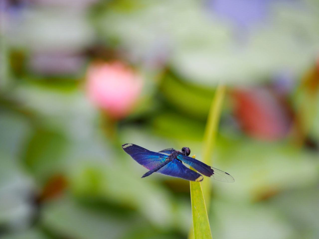 one animal, insect, animal themes, day, animals in the wild, no people, focus on foreground, nature, close-up, damselfly, outdoors, beauty in nature, perching