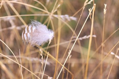 Close-up of white dandelion flower