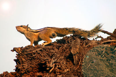 Low angle view of a cat