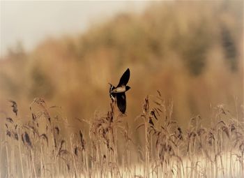 Bird perching on a field