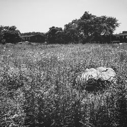 Trees against clear sky