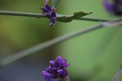 Close-up of purple flowering plant