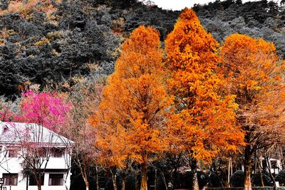 Close-up of autumn tree against orange sky