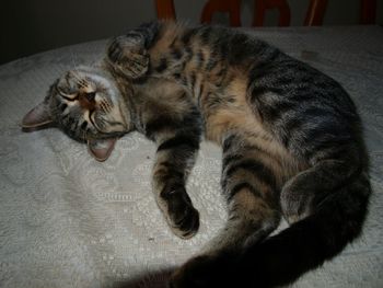 Cat sleeping on couch