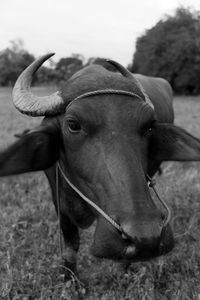 Close-up portrait of a cow