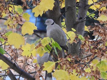 Bird perching on tree