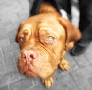 Close-up portrait of dog