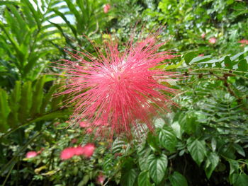 Multi colored flower plant