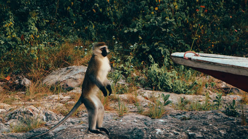 Monkey looking away on rock