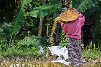 Rear view of person winnowing rice