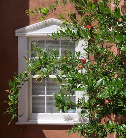 Plants growing on a wall