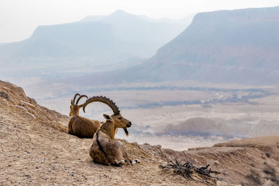 Nubian ibexes in negev desert. 