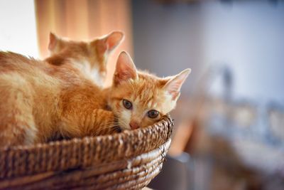 Close-up of ginger cats in basket