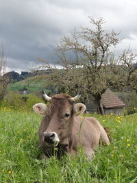 Cows on field against sky