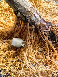 High angle view of bird in nest