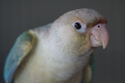 Close-up of a parrot