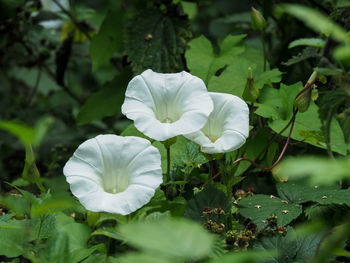 Close-up of white flowering plant