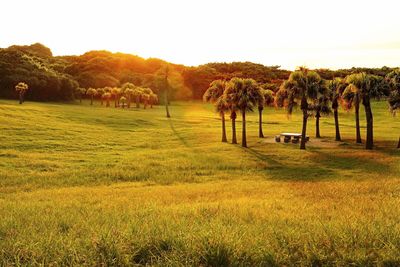 Scenic view of grassy field against sky