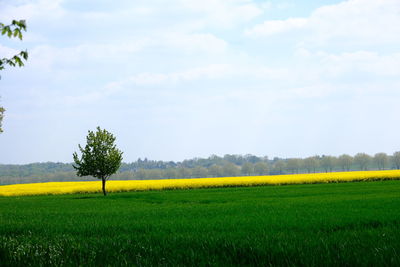 Scenic view of field against sky