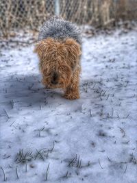 Dog walking through snow thinking, i am the tiger, and you are mine.