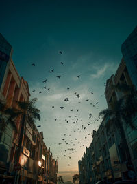 Low angle view of birds flying over buildings in city