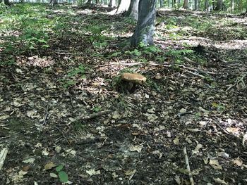 High angle view of leaves on tree trunk